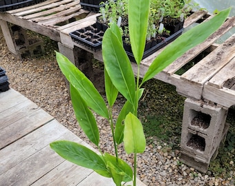 May include: A potted plant with long, green leaves. The plant is in a square black pot, sitting on a weathered wooden surface. Other plants are visible in the background, suggesting a nursery or greenhouse setting.