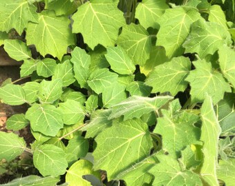 Solanum mammosum Nipple Fruit Live Plant in 4 inch pot