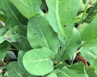 Anemopsis californica YERBA MANSA Plant in 2.5 inch pot