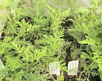 Artemisia afra African Wormwood LIVE PLANT in 2.5 inch pot