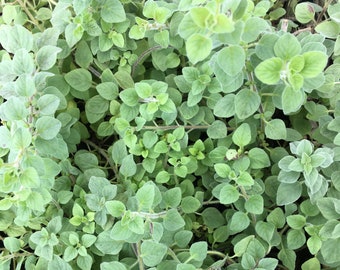 May include: Close-up of oregano plants with small, round, light green leaves. The leaves are densely packed, creating a lush, textured appearance. The stems are visible, adding a natural, organic feel. The image showcases the fresh, vibrant oregano.
