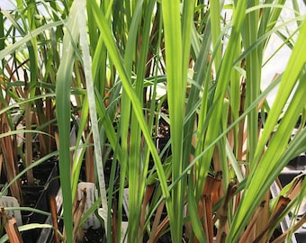 Cymbopogan citratus Lemon Grass Plant in 2.5 inch pot