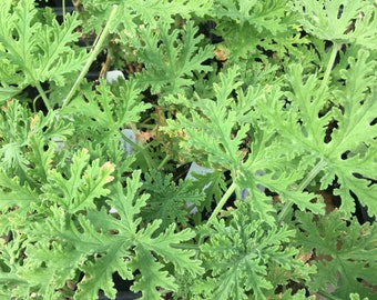 Pelargonium graveolens Old Fashioned Rose Scented Geranium plant in 2.5 inch pot