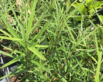 Salix rosmarinifolia Rosemary Leaved Willow LIVE PLANT in 4 Inch Pot