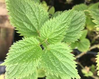 Urtica dioica Stinging Nettle Plant in 2.5 inch pot