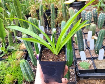 Chlorophytum comosum/Spider Plant LIVE PLANT in 2.5 inch pot Air Purifying