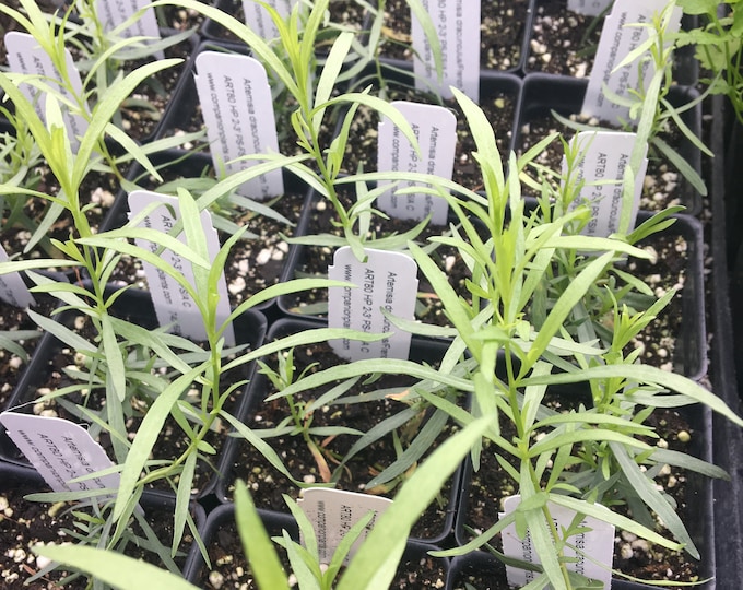 Artemisia Dracunculus/french Tarragon LIVE PLANT in 2.5 Inch Etsy