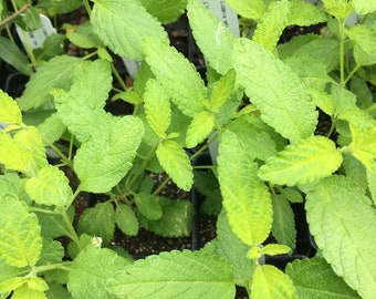 Lippia graveolens Mexican Oregano plant in 4 inch pot