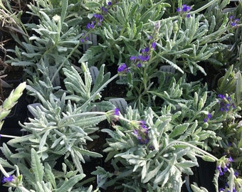 Lavandula dentata 'Goodwin Creek' Goodwin Creek Lavender plant 2 1/2" pot aromatic