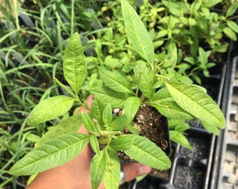 Aloysia triphylla Lemon Verbena Live plant in 2.5 inch pot Aromatic