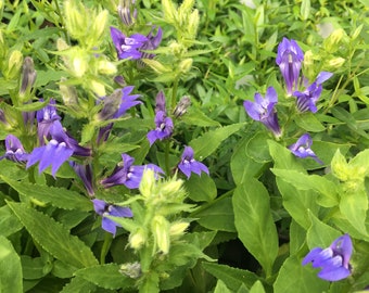 Lobelia syphilitica Great Blue Lobelia Plant in 2.5 inch pot Native