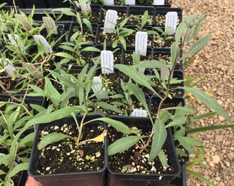 Lycium barbarum Goji Berry Live Plant in 2.5 inch pot