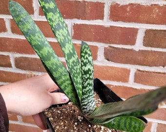 Gasteria sp. Lawyer's Tongue Ox Tongue Cow's Tongue Succulent LIVE PLANT in 6 Inch Pot