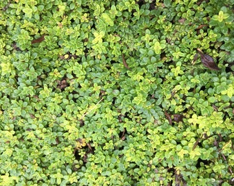 Thymus serpyllum 'Elfin' Thyme Live Plant in 2.5 inch pot