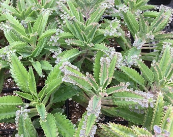 May include: Close-up of several green succulent plants with serrated edges and small, round buds along the leaves. The plants are in small black containers, suggesting a nursery or greenhouse setting. The leaves have a light green color.