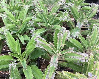 Bryophyllum sp. Mother of Millions Alligator Plant Mexican Hat Plant LIVE PLANT in 2.5 inch pot Succulent Plant