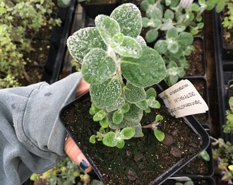 Origanum dictamnus DITTANY OF CRETE plant in 4 inch pot Aromatic Herb