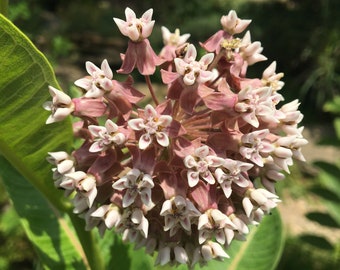 Asclepias syriaca Milkweed Plant 2.5 inch pot Monarch Host Plant Native