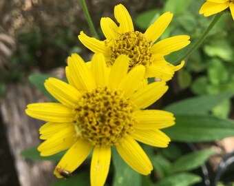 Arnica chamissonis ARNICA LIVE PLANT Leopard's Bane in 2.5 inch pot