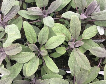 Salvia off. 'Purpurea' Purple Sage Plant in 2.5 inch pot