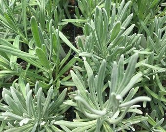 May include: Close-up of a group of lavender plants in small pots. The plants have long, narrow, silvery-green leaves.