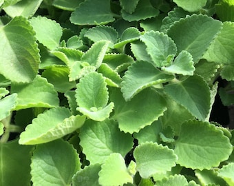 Coleus amboinicus Indian Borage Plant in 2.5 inch pot