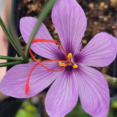 Crocus Sativus Bulbs SAFFRON CROCUS 12 Bulbs Ready to Plant Etsy