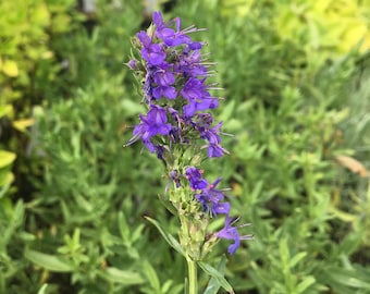 Hyssopus officinalis Hyssop Plant in 2.5 inch pot