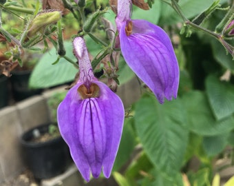 Brillantaisia guianensis Giant Tropical Sage Plant in 4 inch pot