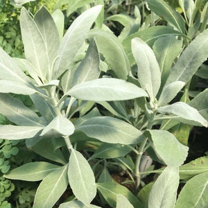 May include: Close-up of a silver-green sage plant with soft, fuzzy leaves. The plant is in a pot and has several stems with multiple leaves.