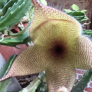 Stapelia gigantea Carrion Flower Starfish Flower Plant in 2.5 inch pot