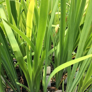 May include: Close-up of a group of potted plants with long, green leaves. The plants are in black plastic pots and have small white labels with handwritten text.