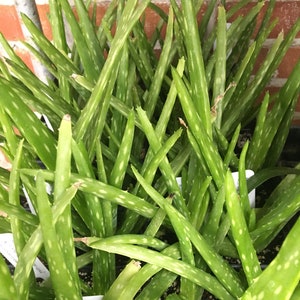 Aloe barbadensis Aloe vera plant in 2.5 inch pot image 1