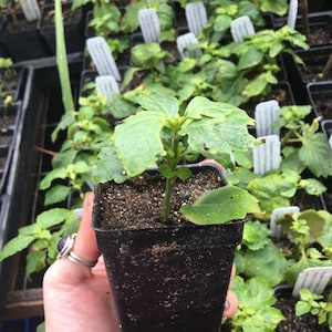 Pogostemon patchouli Planta de pachulí en maceta de 2,5"