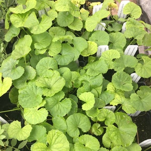 Hydrocotyle asiatica 'Major' GOTU KOLA Centella asiatica plant 2.5 in pot