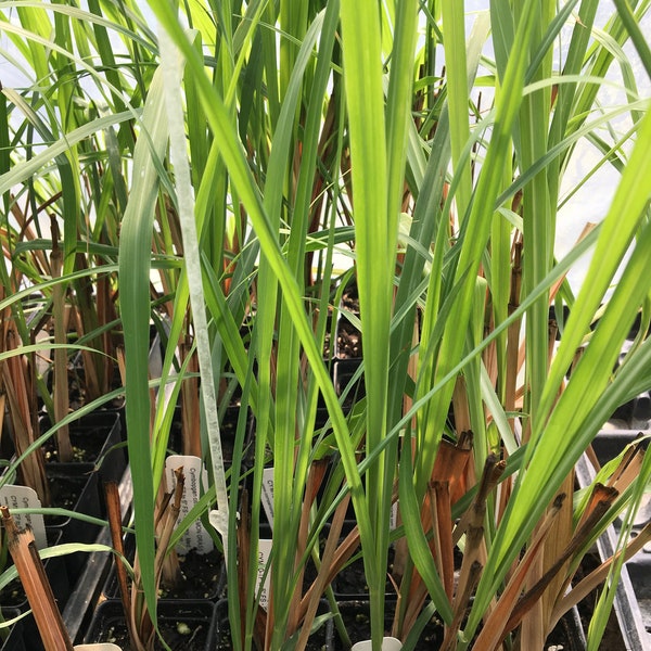 Cymbopogan citratus Lemon Grass Plant in 2.5 inch pot