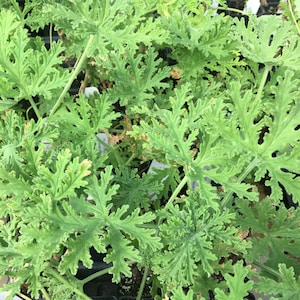 Pelargonium graveolens Old Fashioned Rose Scented Geranium plant in 2.5 inch pot