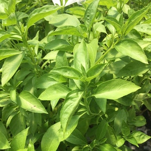 Ocimum sp./Married Man Pork Basil plant Rare From Guyana 2.5 inch pot