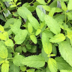 May include: Close-up of a tray of young, vibrant green plants with textured leaves. The leaves have a slightly yellow hue in some areas. Small white tags are visible, likely indicating the plant variety. The plants are densely packed together.