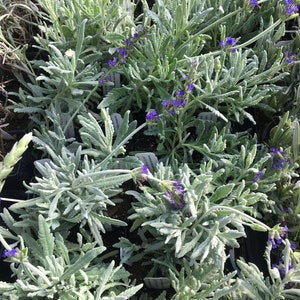 Artificial Lavender Plant, Potted Lavender, Lavender in Ceramic Pot,  Lavender Plant, Lavender Flowers, Lavender Decor, Thank You Gift 