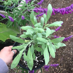 Salvia apiana White Sage live plant in GALLON Pot