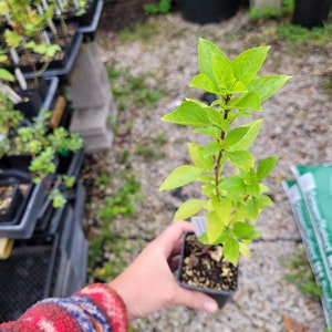 Ocimum basilicum var. Greek Columnar Basil plant 2 1/2" pot Culinary