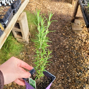 Rosmarinus off. 'Barbeque' Rosemary LIVE PLANT in 2.5 Inch Pot