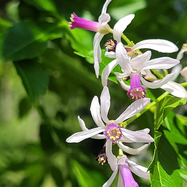 Melia azedarach Chinaberry Tree in 2.5 inch pot Bead Tree Cape Lilac Persian Lilac Indian Lilac