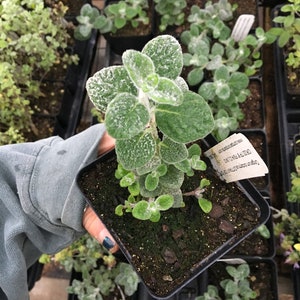 Origanum dictamnus DITTANY OF CRETE in 4 inch pot