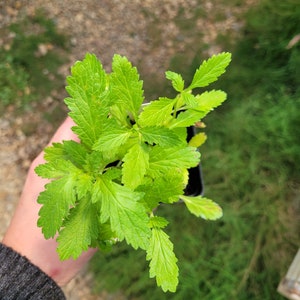 May include: A close-up of a small green plant with multiple leaves. The plant is being held in a person's hand.