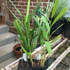 May include: Two potted ginger plants with green leaves and brown pots. The plants are labeled "Zingiber officinale" and "Alpinia purpurata".