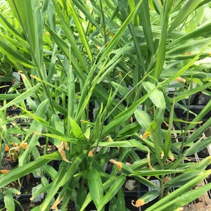 May include: Close-up of a group of potted ginger plants with green leaves. The plants are growing in black plastic pots and are arranged in rows. The leaves are long and narrow, and some of them are starting to turn yellow.