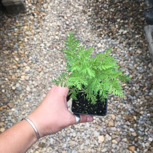 Artemisia afra African Wormwood LIVE PLANT in 2.5 inch pot image 2