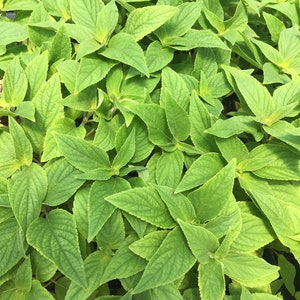 May include: A close-up view of a lush green plant with vibrant leaves. The leaves are arranged in a dense, overlapping pattern, creating a textured and organic background.